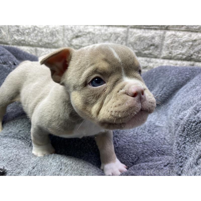 販売中の茨城県のエキゾチックブリー-442466の2枚目