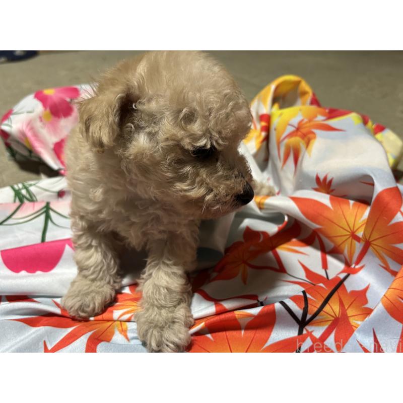 販売中の千葉県のタイニープードル-435468の3枚目