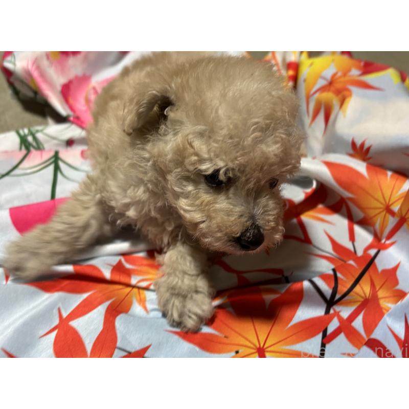 販売中の千葉県のタイニープードル-435468の2枚目