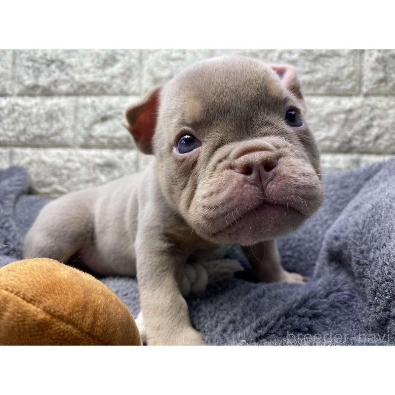 販売中の茨城県のエキゾチックブリー-442467の1枚目