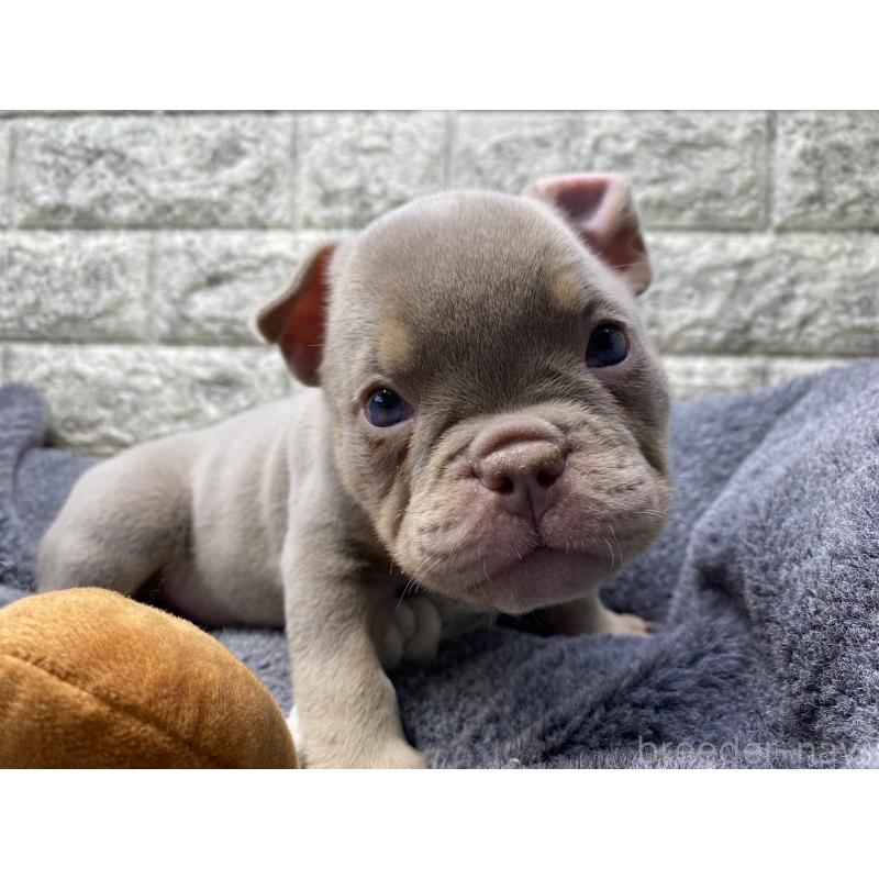 販売中の茨城県のエキゾチックブリー-442467の4枚目