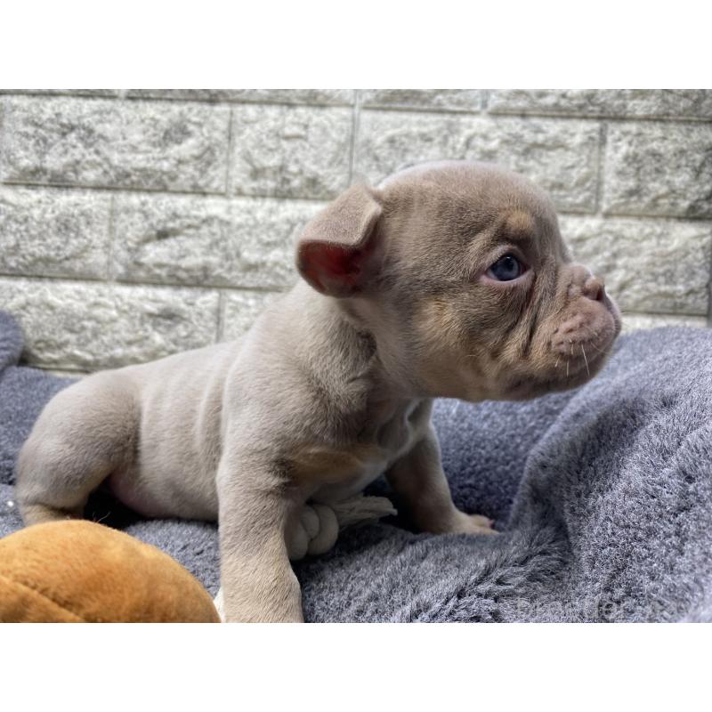 販売中の茨城県のエキゾチックブリー-442467の3枚目