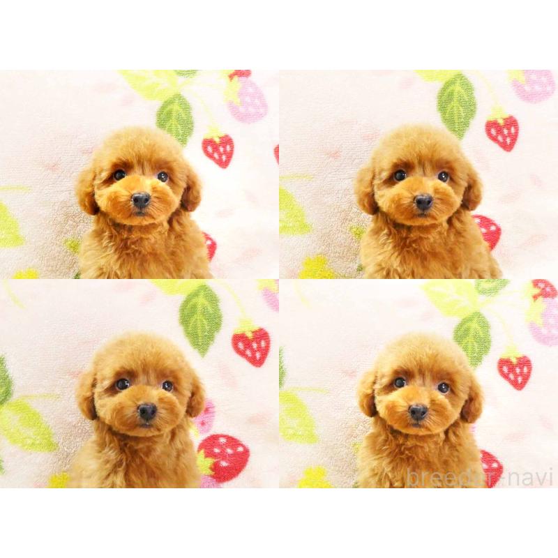 販売中の千葉県のティーカッププードル-436140の6枚目