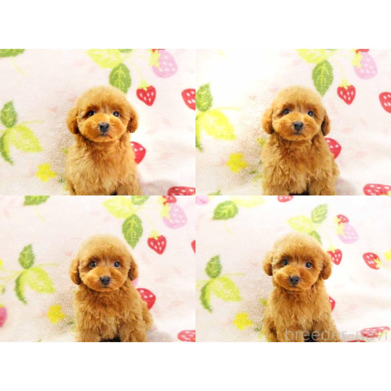 販売中の千葉県のティーカッププードル-436140の4枚目