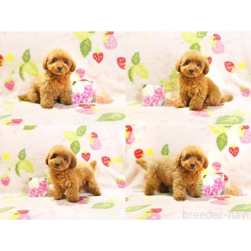 販売中の千葉県のティーカッププードル-436140の3枚目