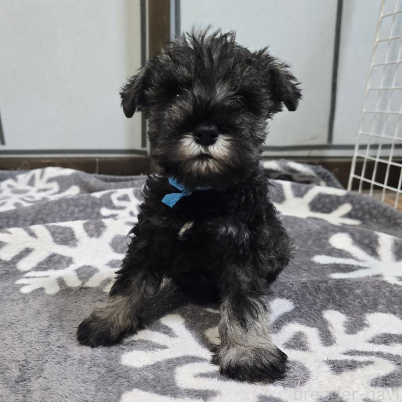 成約済の岡山県のミニチュアシュナウザー-435084の1枚目