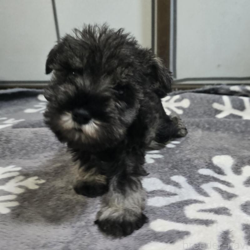 成約済の岡山県のミニチュアシュナウザー-435084の3枚目