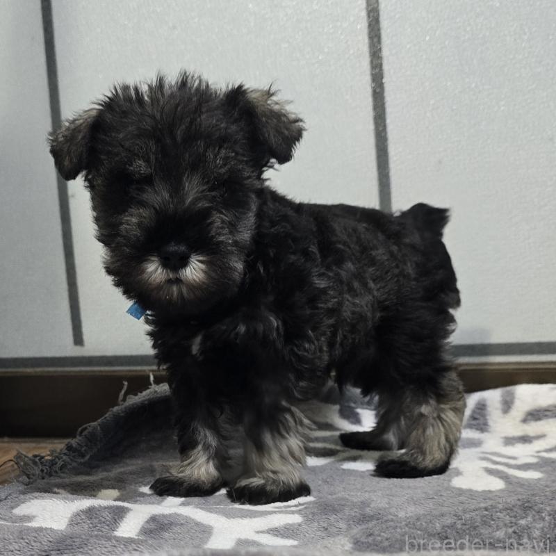 成約済の岡山県のミニチュアシュナウザー-435084の2枚目