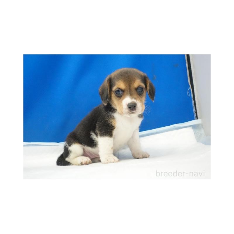 販売中の愛知県のビーグル-442471の5枚目