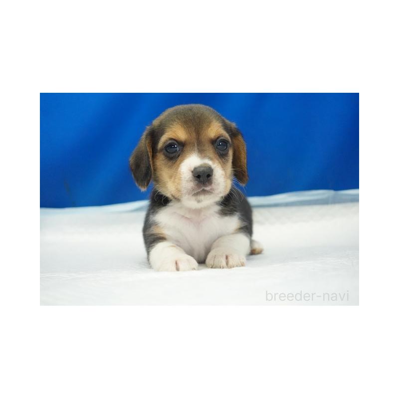 販売中の愛知県のビーグル-442471