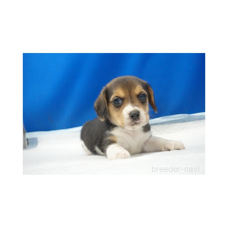 販売中の愛知県のビーグル-442471の4枚目