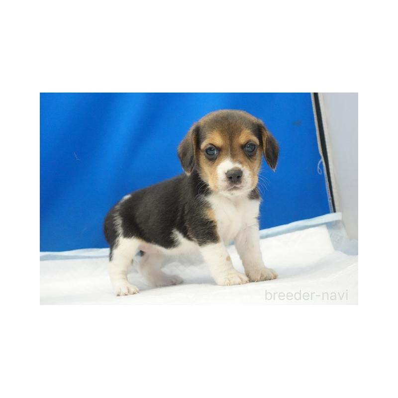 販売中の愛知県のビーグル-442471の3枚目