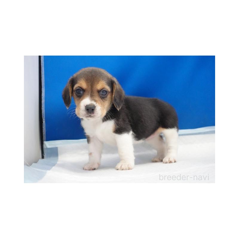 販売中の愛知県のビーグル-442471の2枚目