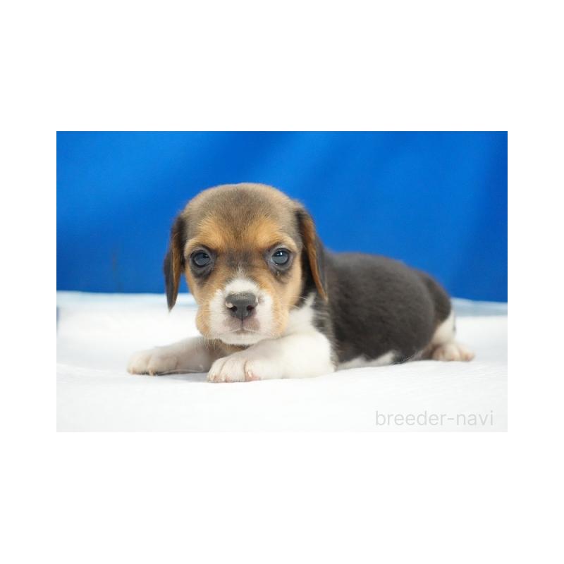 販売中の愛知県のビーグル-442476の5枚目