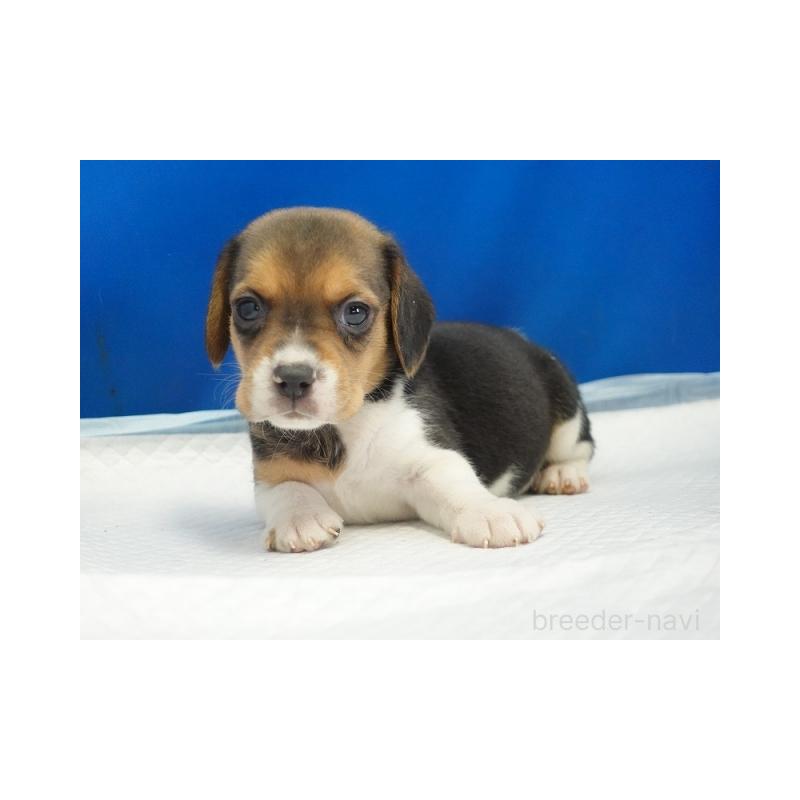 販売中の愛知県のビーグル-442476の4枚目