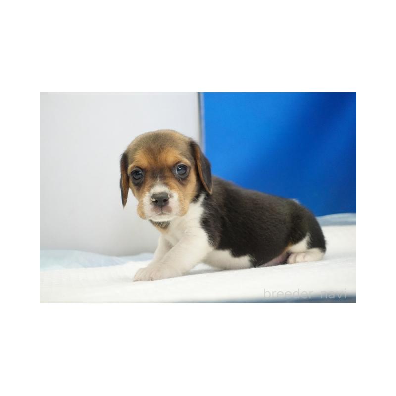 販売中の愛知県のビーグル-442476の3枚目