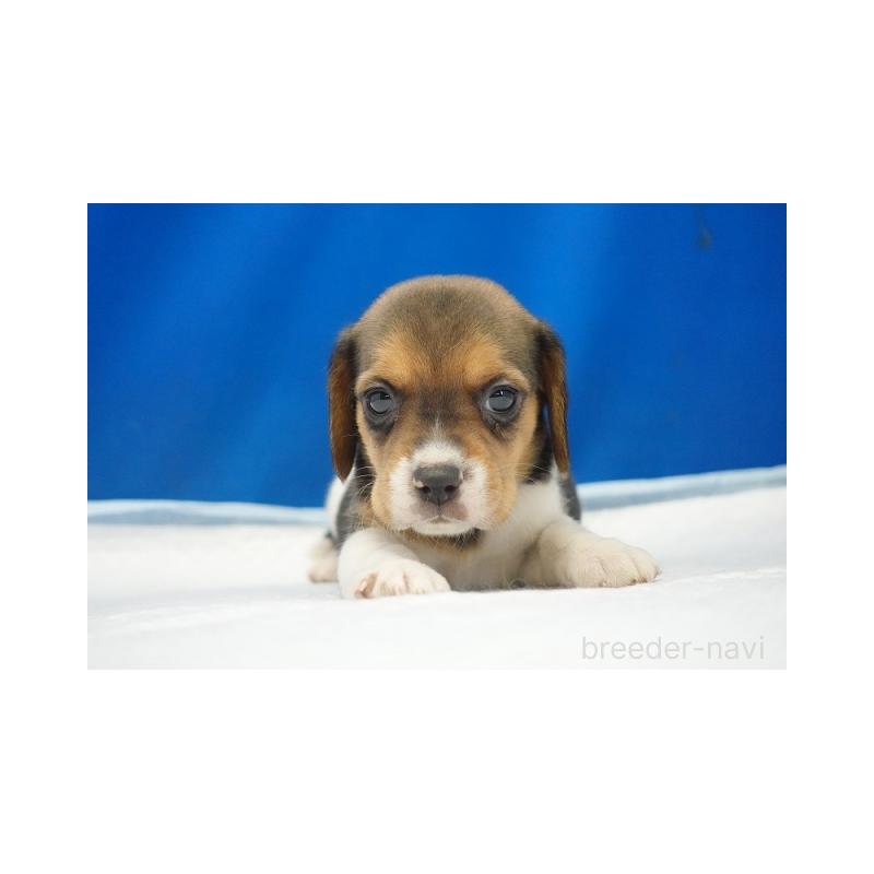 販売中の愛知県のビーグル-442476の2枚目