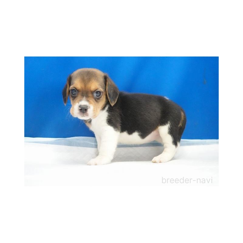 販売中の愛知県のビーグル-442476の1枚目