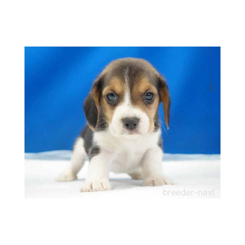 販売中の愛知県のビーグル-442477の5枚目