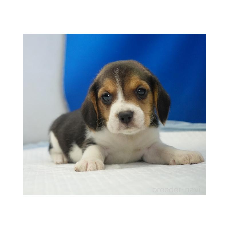 販売中の愛知県のビーグル-442477