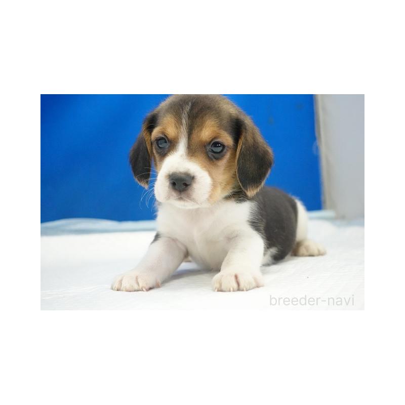 販売中の愛知県のビーグル-442477の4枚目