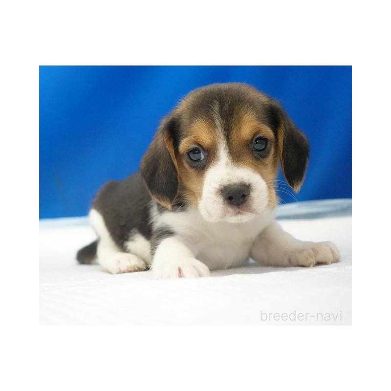 販売中の愛知県のビーグル-442477の2枚目