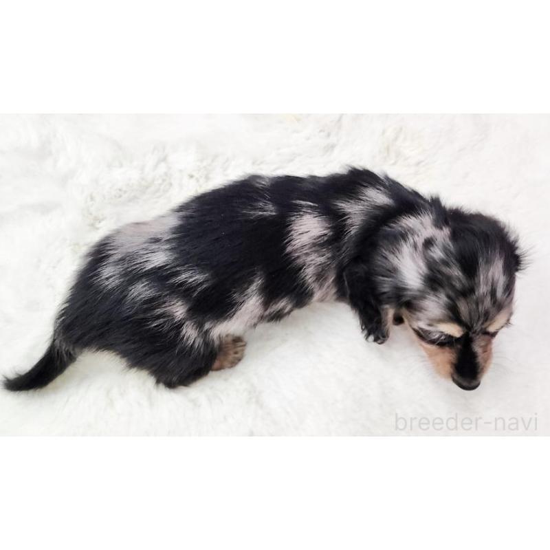 販売中の大阪府のカニンヘンダックスフンド(ロングヘアード)-442478の5枚目