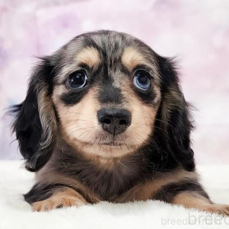 販売中の大阪府のカニンヘンダックスフンド(ロングヘアード)-442478の1枚目