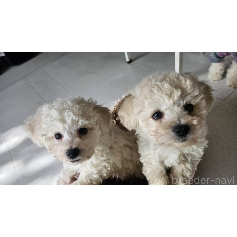 成約済の三重県のビションフリーゼ-440205の15枚目