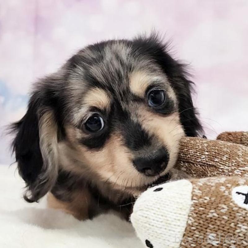 販売中の大阪府のカニンヘンダックスフンド(ロングヘアード)-442478の4枚目