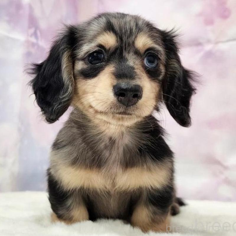 販売中の大阪府のカニンヘンダックスフンド(ロングヘアード)-442478の3枚目