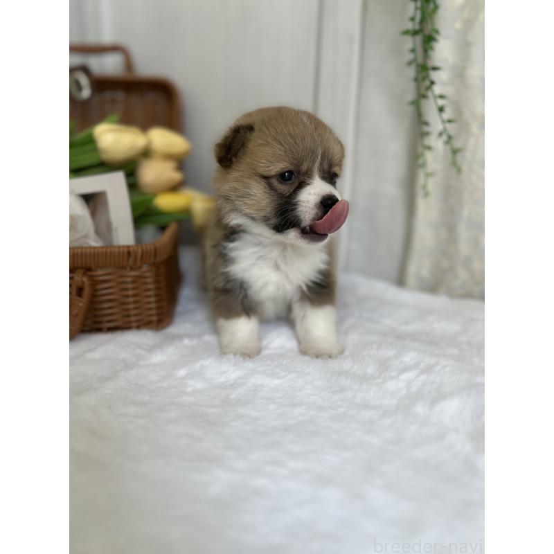 販売中の愛媛県のウェルシュコーギーペンブローク-442479の8枚目