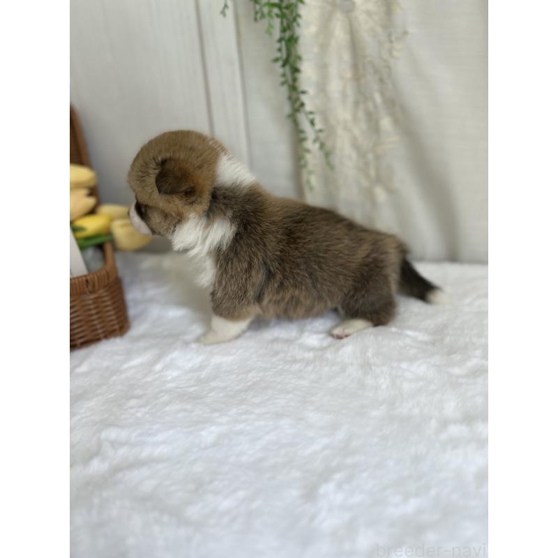 販売中の愛媛県のウェルシュコーギーペンブローク-442479の7枚目