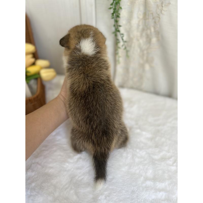 販売中の愛媛県のウェルシュコーギーペンブローク-442479の6枚目