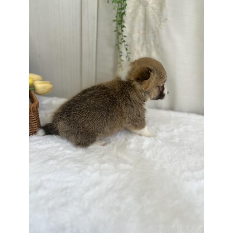 販売中の愛媛県のウェルシュコーギーペンブローク-442479の5枚目