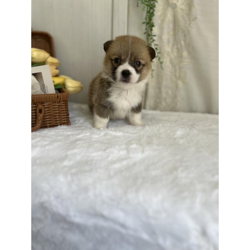 販売中の愛媛県のウェルシュコーギーペンブローク-442479の4枚目