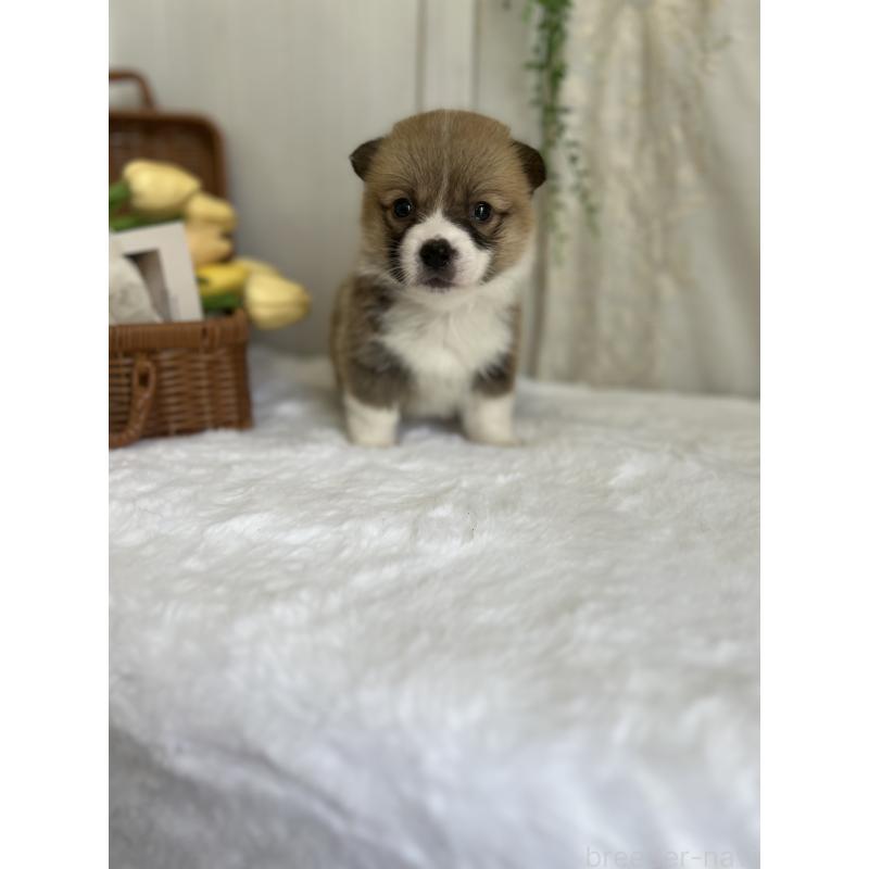 販売中の愛媛県のウェルシュコーギーペンブローク-442479の3枚目