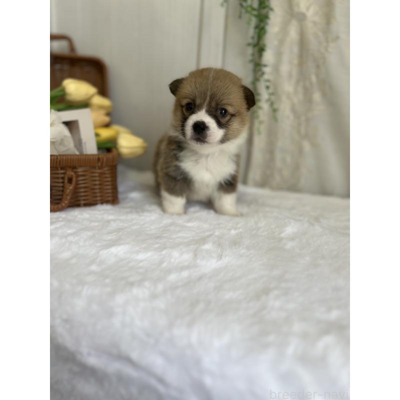 販売中の愛媛県のウェルシュコーギーペンブローク-442479の2枚目