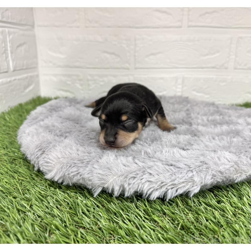 販売中の愛知県のミックス犬-440836の12枚目