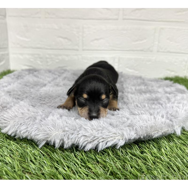 販売中の愛知県のミックス犬-440836の11枚目