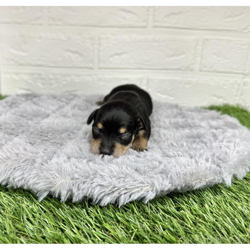 販売中の愛知県のミックス犬-440836の10枚目