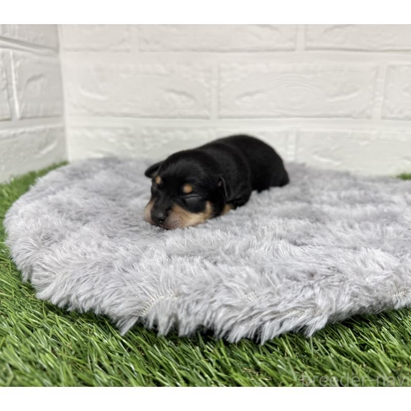 販売中の愛知県のミックス犬-440836の9枚目