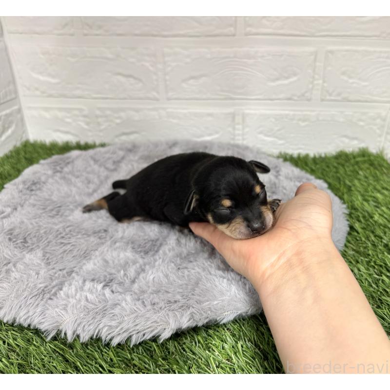 販売中の愛知県のミックス犬-440836の7枚目