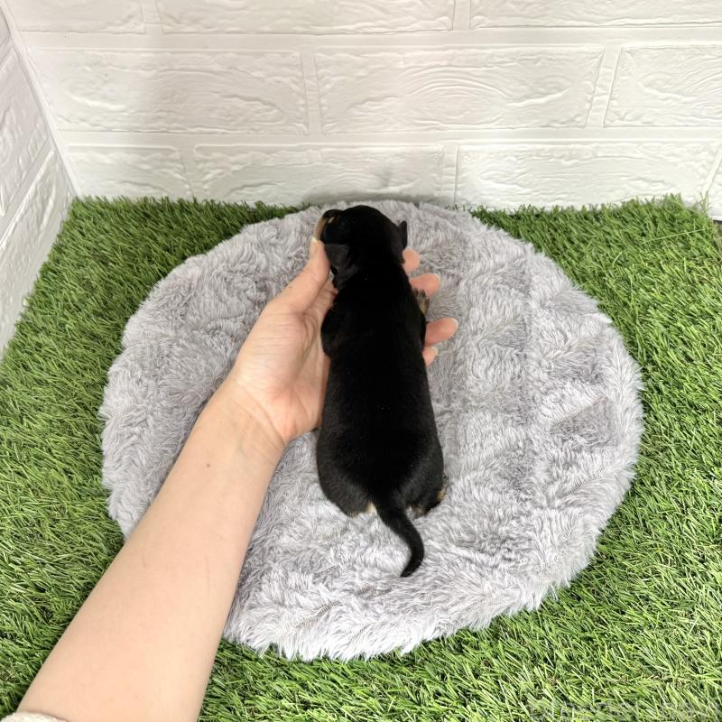 販売中の愛知県のミックス犬-440836の6枚目