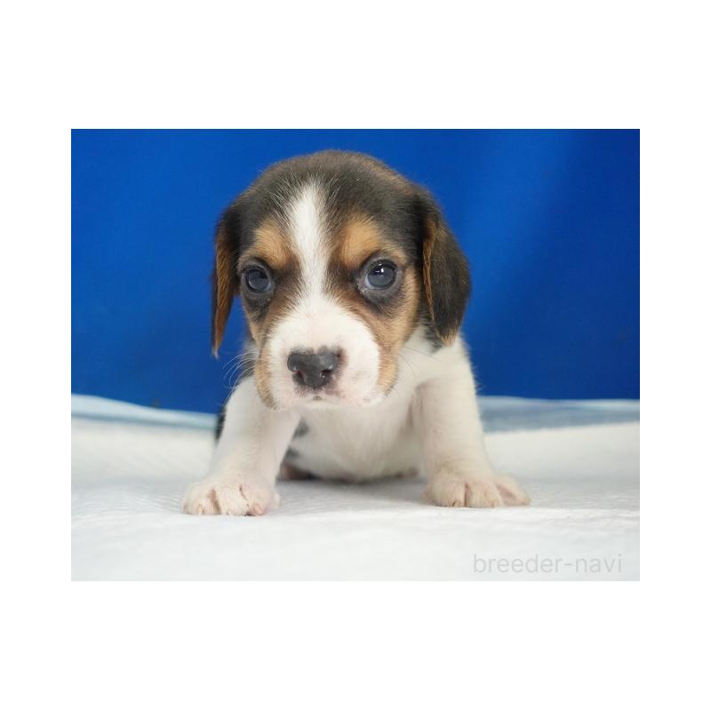 販売中の愛知県のビーグル-442480の4枚目