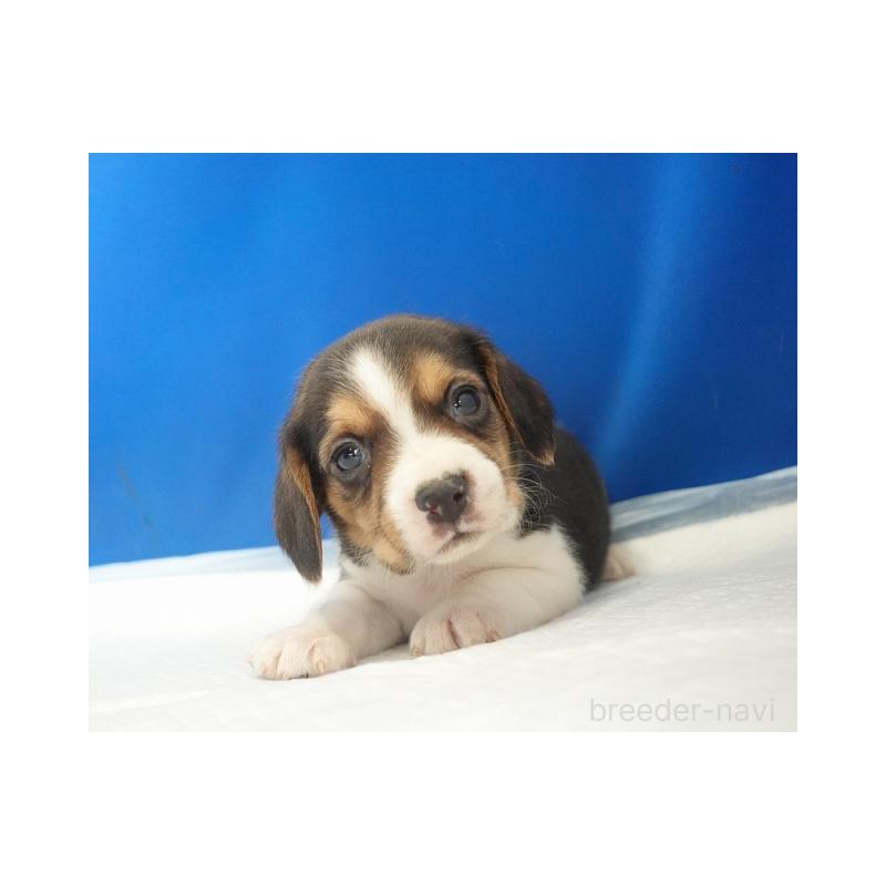 販売中の愛知県のビーグル-442480
