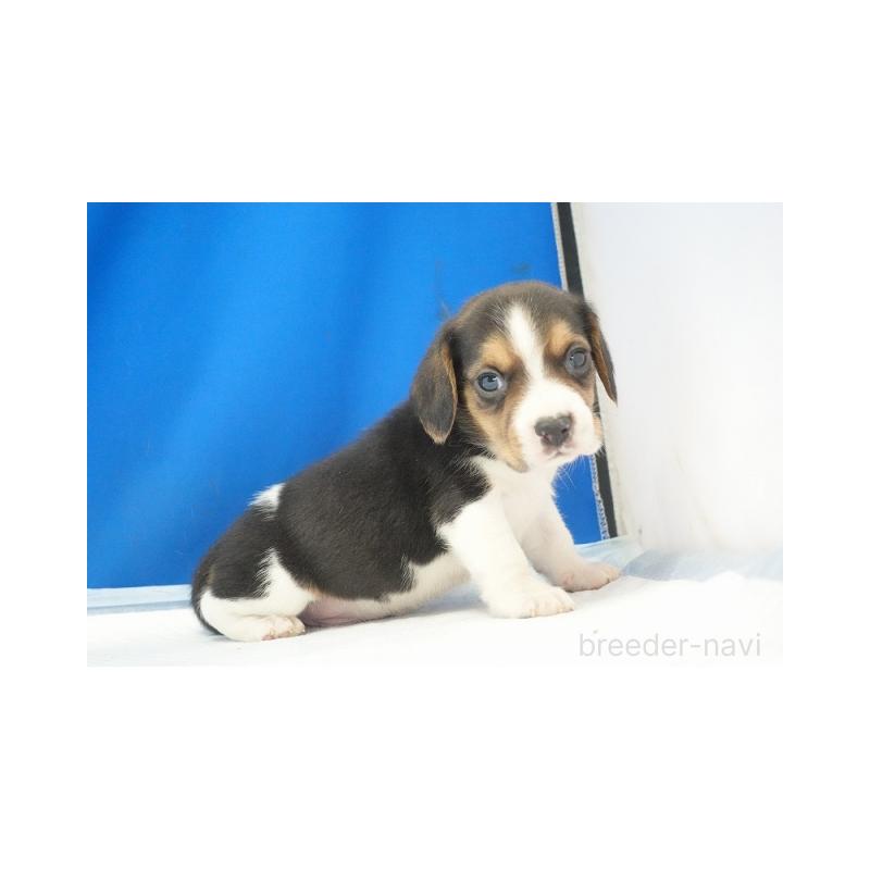 販売中の愛知県のビーグル-442480の3枚目