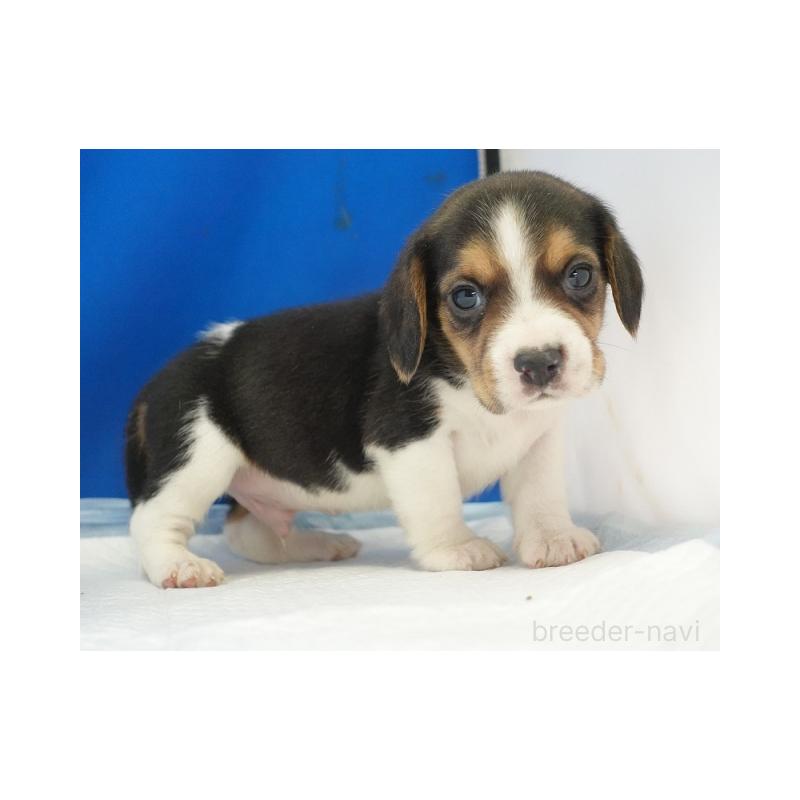 販売中の愛知県のビーグル-442480の2枚目
