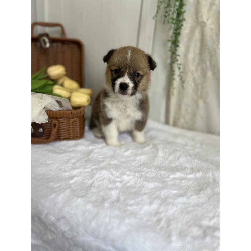 販売中の愛媛県のウェルシュコーギーペンブローク-442481の8枚目