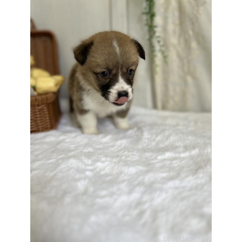 販売中の愛媛県のウェルシュコーギーペンブローク-442481の6枚目